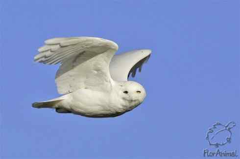 东北地区的留鸟