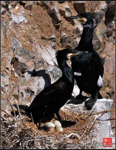 【加贝先生原创摄影】 青海湖鸟岛上的鸬鹚鸟(16p)