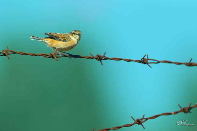 野鸭湖的黑喉石鵖（ji）