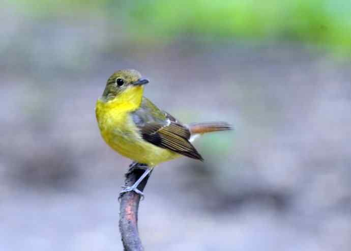 雌性绿背姬鶲（1）