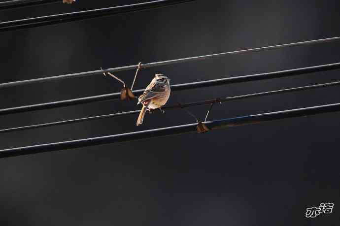 白河峡谷生境鸟片（原画幅）