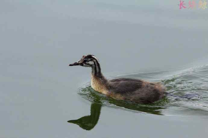 凤头鸊鷉（四）育雏喂食