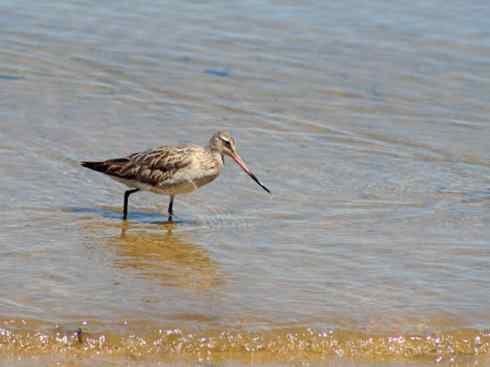 鸟类之最：斑尾滕鹬