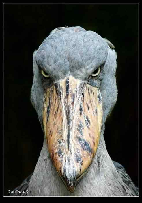 动物世界图片(下) 动物世界图片(下)