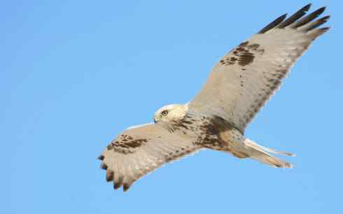 鵟的百变羽色——浅灰型