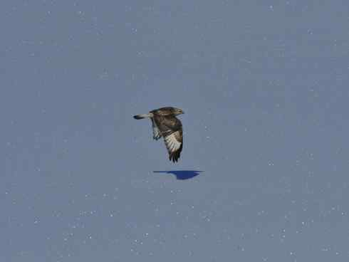 冰面上飞行的毛脚狂