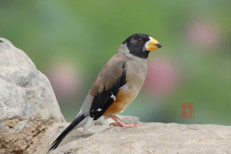 剑侠作品:红嘴蓝鹊