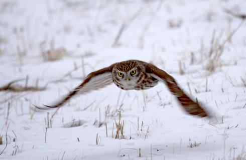 可爱的小妖精——纵纹腹小鸮 可爱的小妖精——纵纹腹小鸮