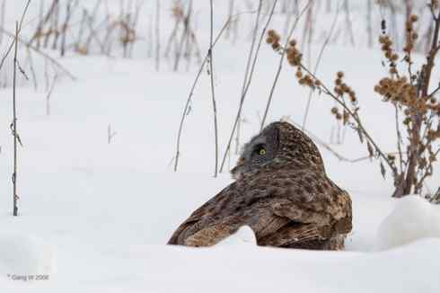 乌林鸮居住的环境 乌林鸮居住的环境