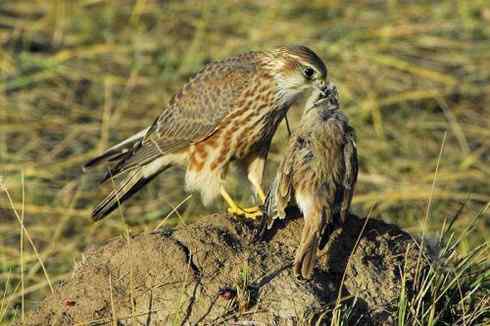 独特的高原生态系统——巴音布鲁克湿地