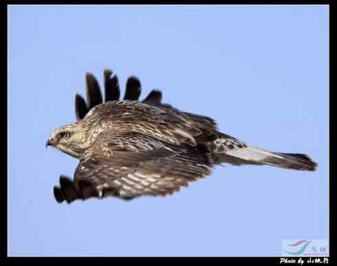 鵟的百变羽色——铁灰型