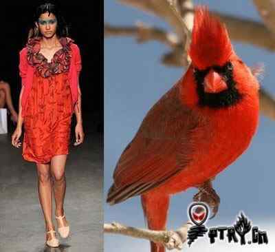时装模特 VS 鸟儿模特