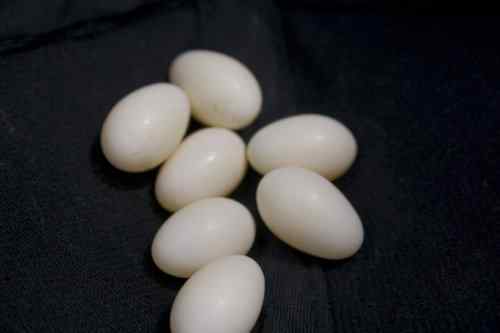 攀雀的卵晶莹润泽如羊脂玉