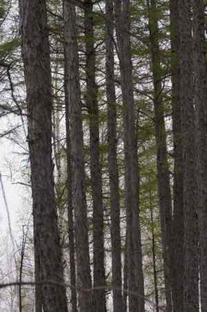 [组图]乌林鸮 Great Grey Owl的巢