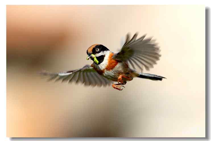 中国最小的鸟——红头长尾山雀