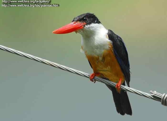 鸟与史料——翡翠