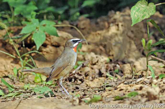 雄性红喉歌鸲(20) 雄性红喉歌鸲(20)