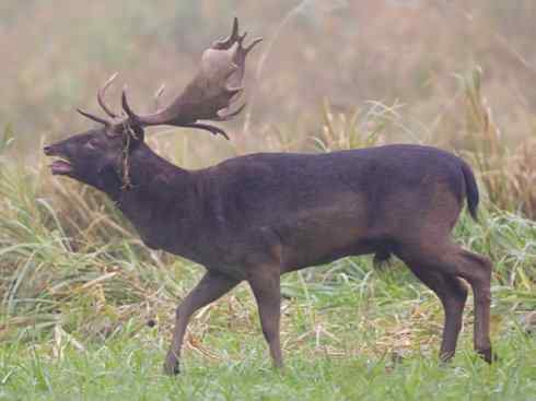 麒麟：传说的兽原型探秘（麋鹿）