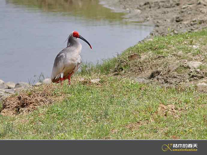 洋县拍鸟：珍禽鈥斨禧q