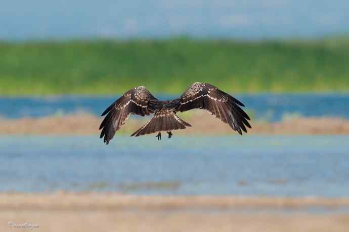 野鸭湖.晨曦中的黑耳鳶