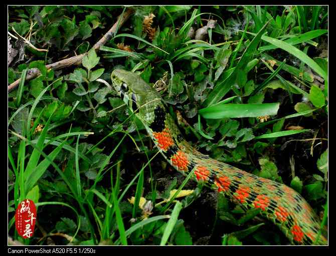 鸡冠蛇——虎斑颈槽蛇
