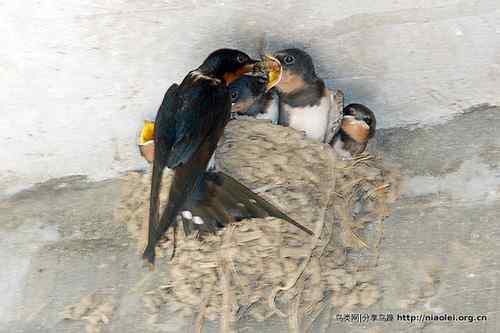 95张鸟儿嬉戏精品图集