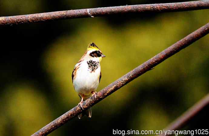 雌性黄喉鹀（7）