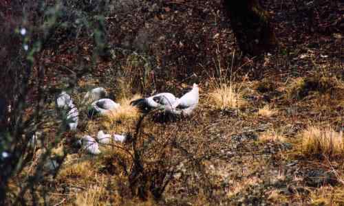 雪山拜会白马鸡 雪山拜会白马鸡