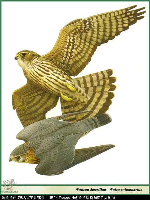 手绘画第5辑——猛禽和啄木鸟