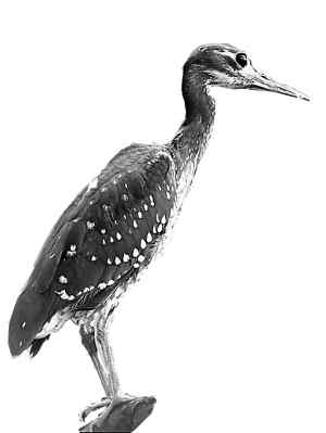 海南虎斑鳽没有灭绝