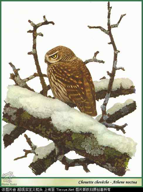 手绘画第5辑——猛禽和啄木鸟