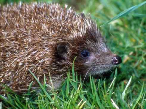 动物世界:山寨还是原创之三 动物世界:山寨还是原创之三