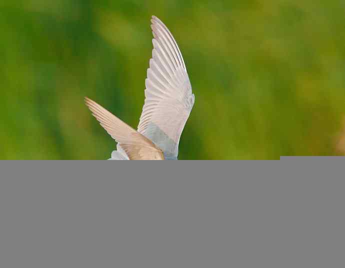 衡水湖 wbr路 wbr须浮鸥 衡水湖 wbr路 wbr须浮鸥