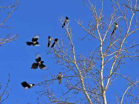 [组图]猛鸮与喜鹊的领地争夺战