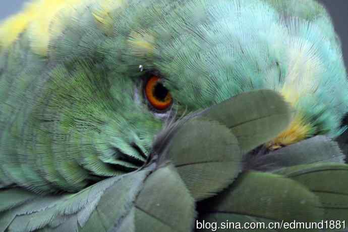 灵魂之窗 望远镜摄影Digiscoping