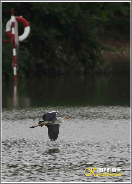 苍鹭飞舞【照片】