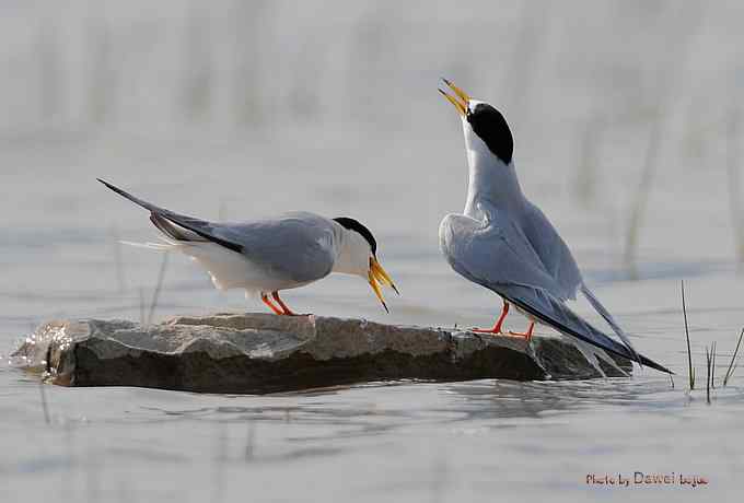 白额燕鸥：丹青写意 wbr似水柔情
