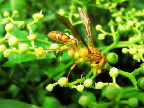 十大喜食蜂蜜动物：胡蜂