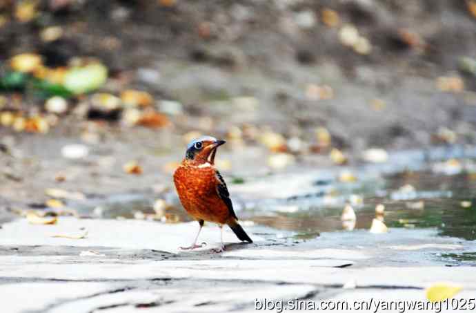 几幅标准像（记白喉矶鸫）