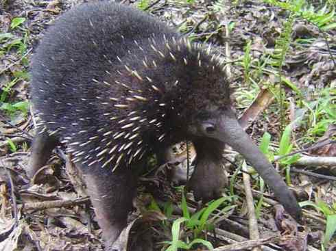 盘点十二大著名食蚁动物：短吻针鼹