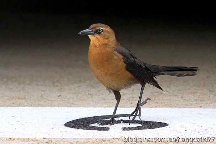 大尾拟八哥：雌鸟