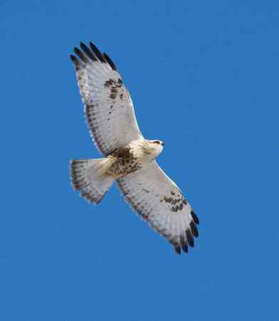 猛鸮与毛脚鵟比邻而居