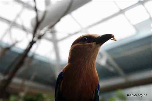 伦敦动物园的鸟类阁楼