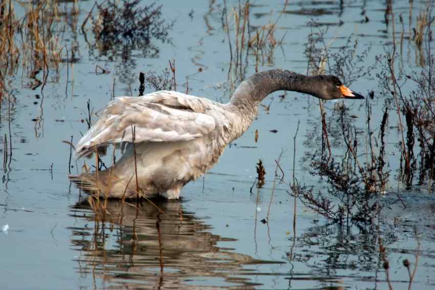 抖擞精神的天鹅