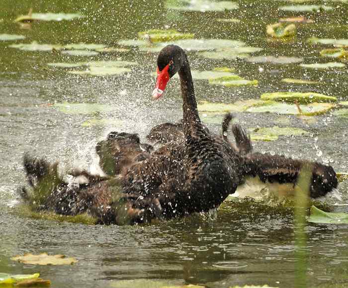 北京圆明园的黑天鹅