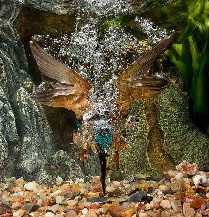 普通翠鸟高超的捕鱼本领