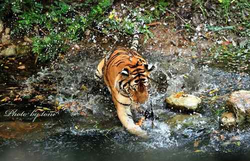 【多图】老虎捕食鸭子！