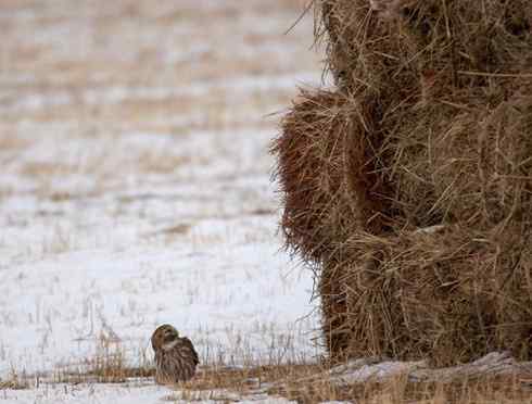 可爱的小妖精——纵纹腹小鸮