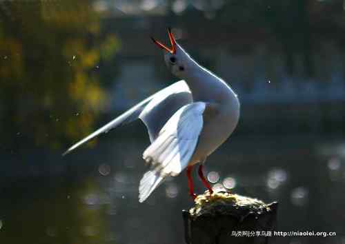 95张鸟儿嬉戏精品图集