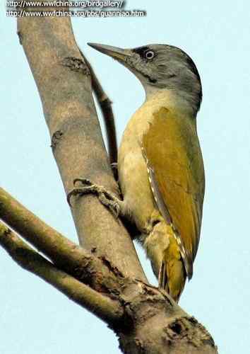 鸟与史料——啄木鸟